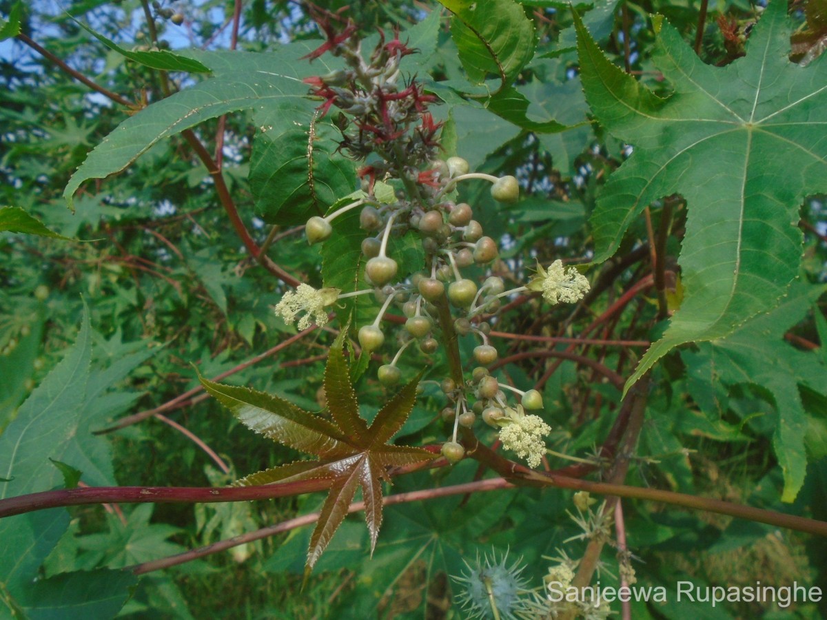 Ricinus communis L.